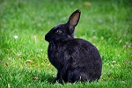 Черный Кролик