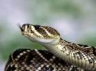 Animal sign - Snake