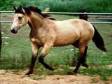 Animal sign - Horse